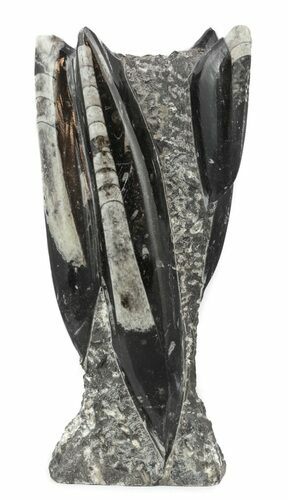 Tall Tower Of Polished Orthoceras (Cephalopod) Fossils #58909